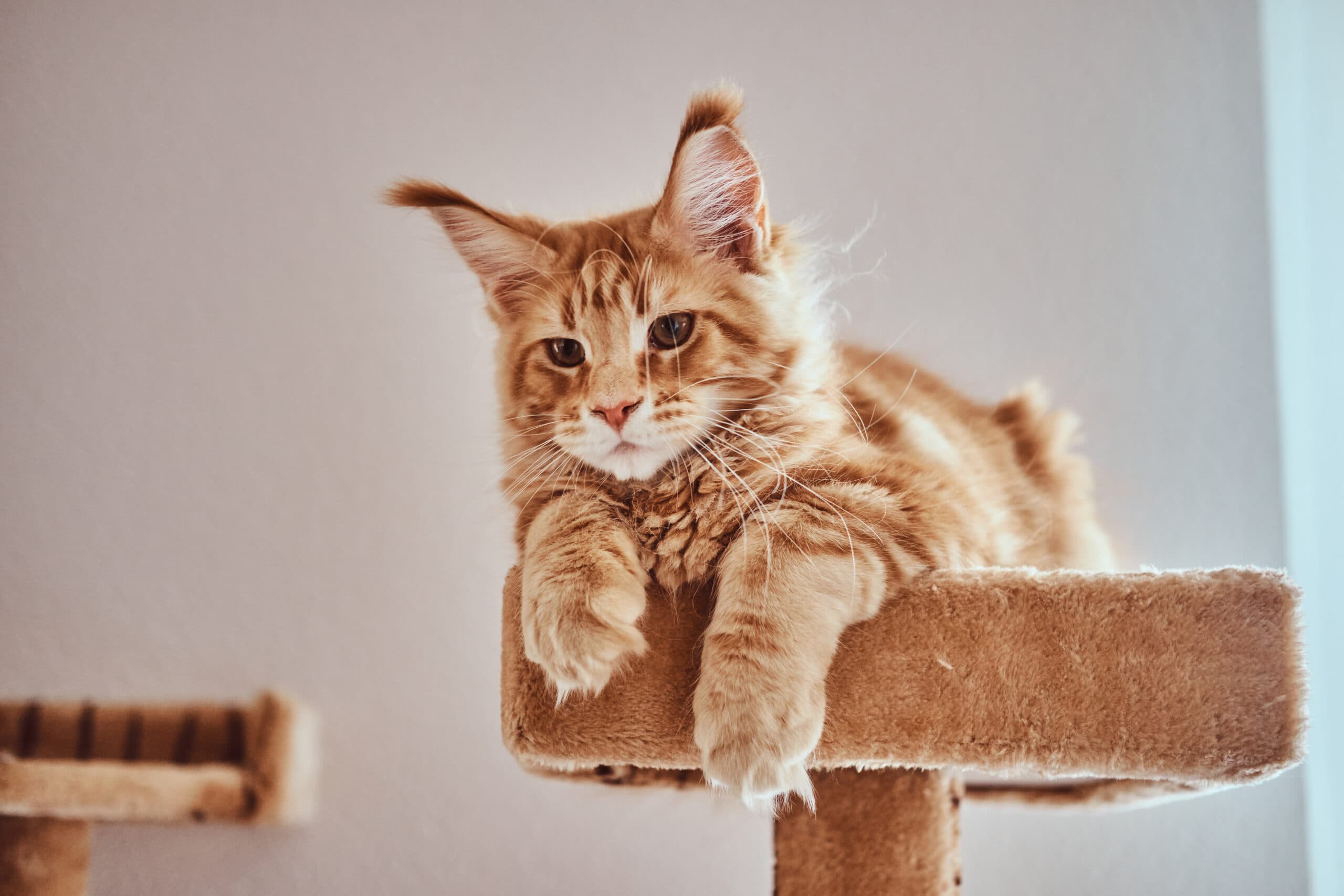 VIDEO 🐈 Cafeneaua cu pisici aristocrate, cea mai nouă ispită din București. MaineCoon Cafe se deschide luna aceasta, în Sectorul 2