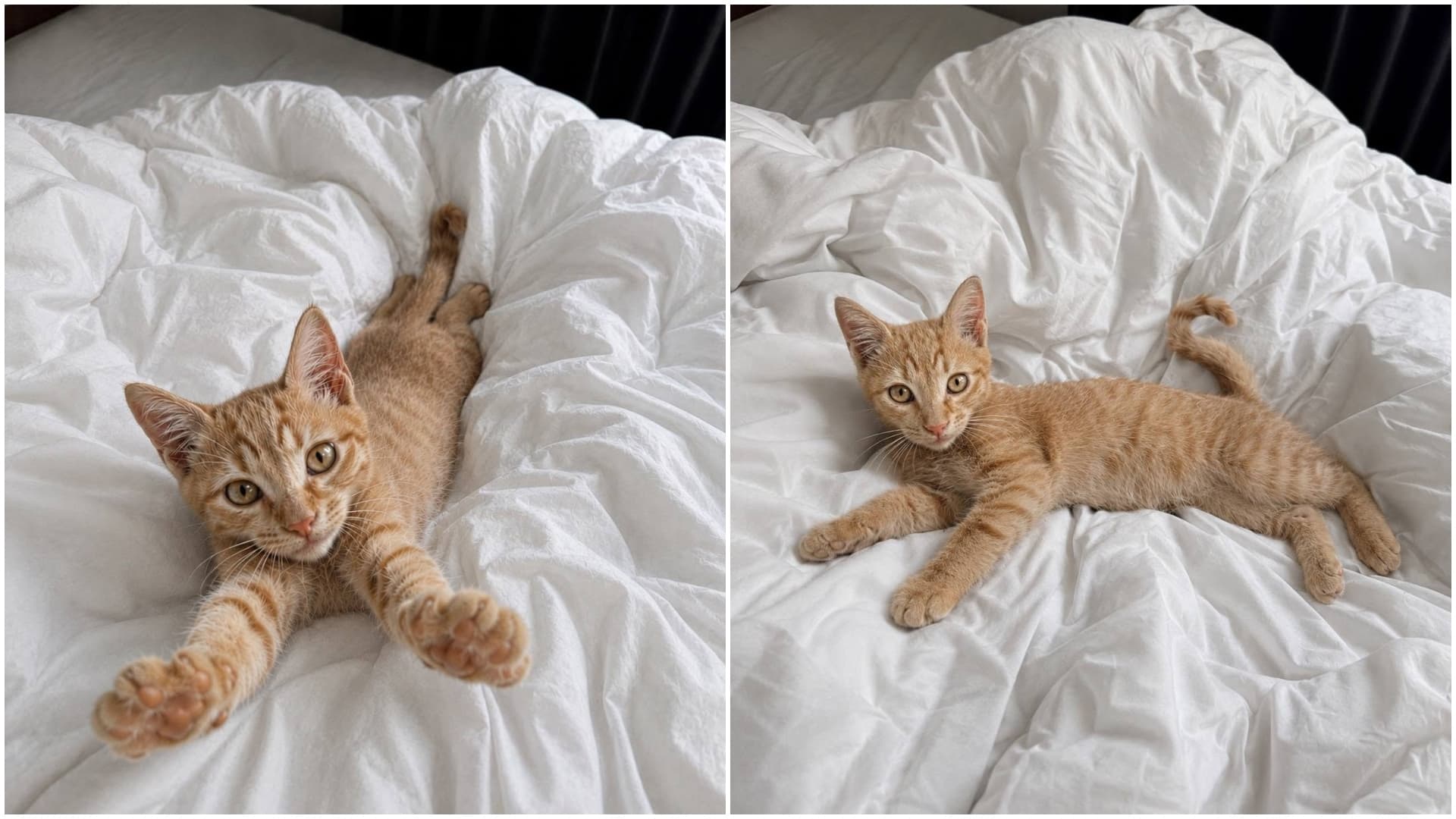 FOTO 🐈 Un nou campion la tors și furat inimi. Nugget, un motănel mustăcios de doar două luni, își caută un cămin primitor în București