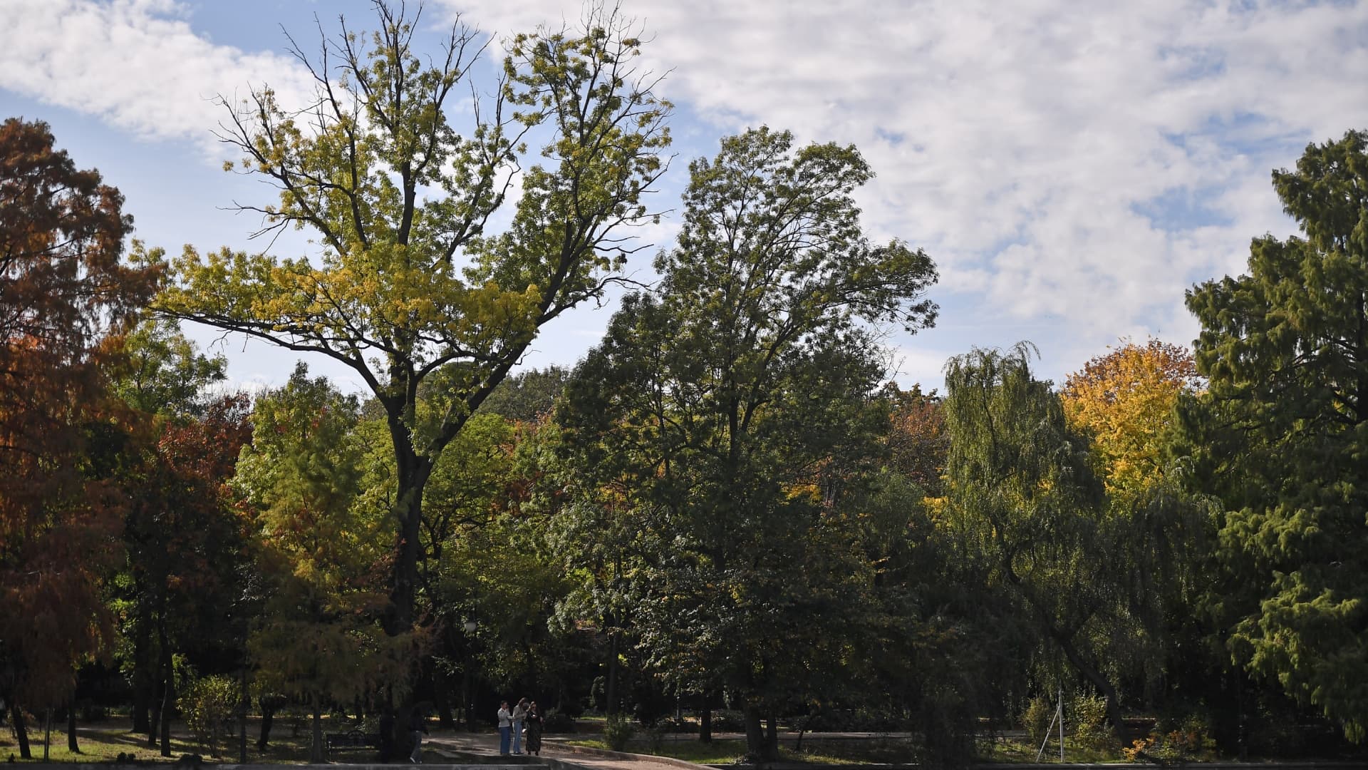 Bucureștenii pornesc în weekend pe urmele arborilor remarcabili din oraș. E și tur ghidat în Parcul Cișmigiu, casa lui Matusalem și a altor copaci monumentali