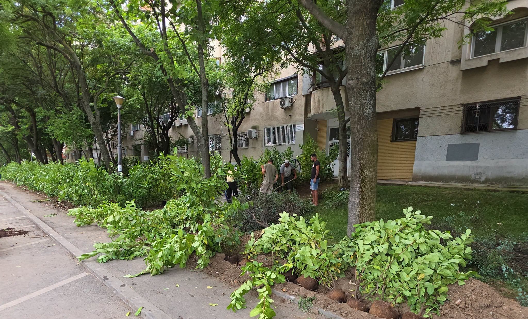 FOTO | „Sălățile fermecate din Grădina Ursului” au ajuns pe Calea Văcărești. Băluță plantează verdețuri în ghivece de beton și anunță și 300 de copaci