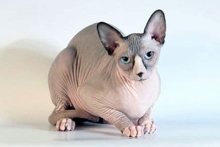 FOTO | Un motan Sphynx de 3 ani, nesterilizat, își caută familie. A fost găsit pe stradă, iar iubitorii de animale vor să-i găsească un cămin
