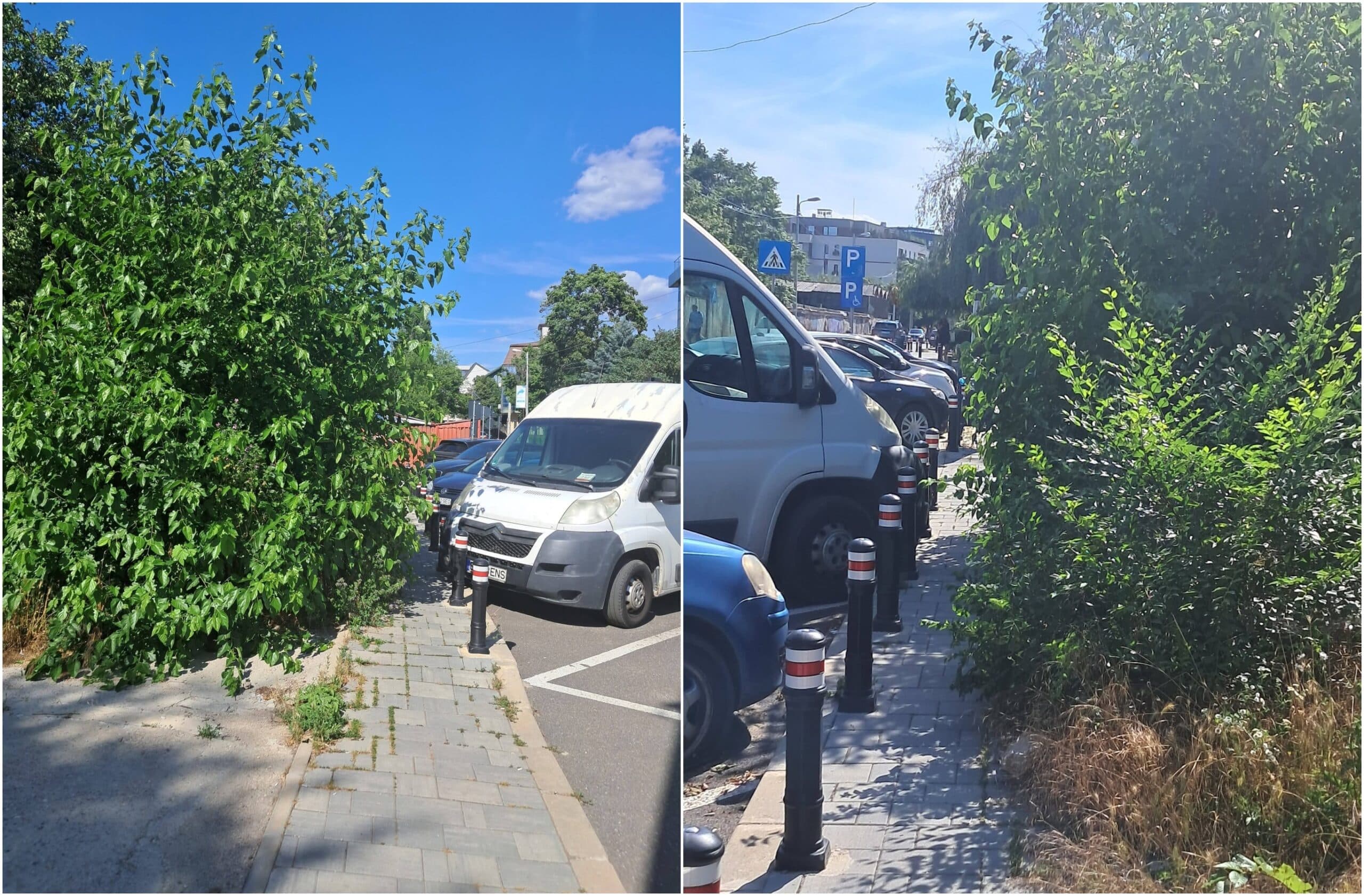FOTO | O junglă din bălării de pe un teren viran din Tei s-a întins peste trotuar. A tăiat complet trecerea pietonilor spre Kaufland și Farmacia Tei