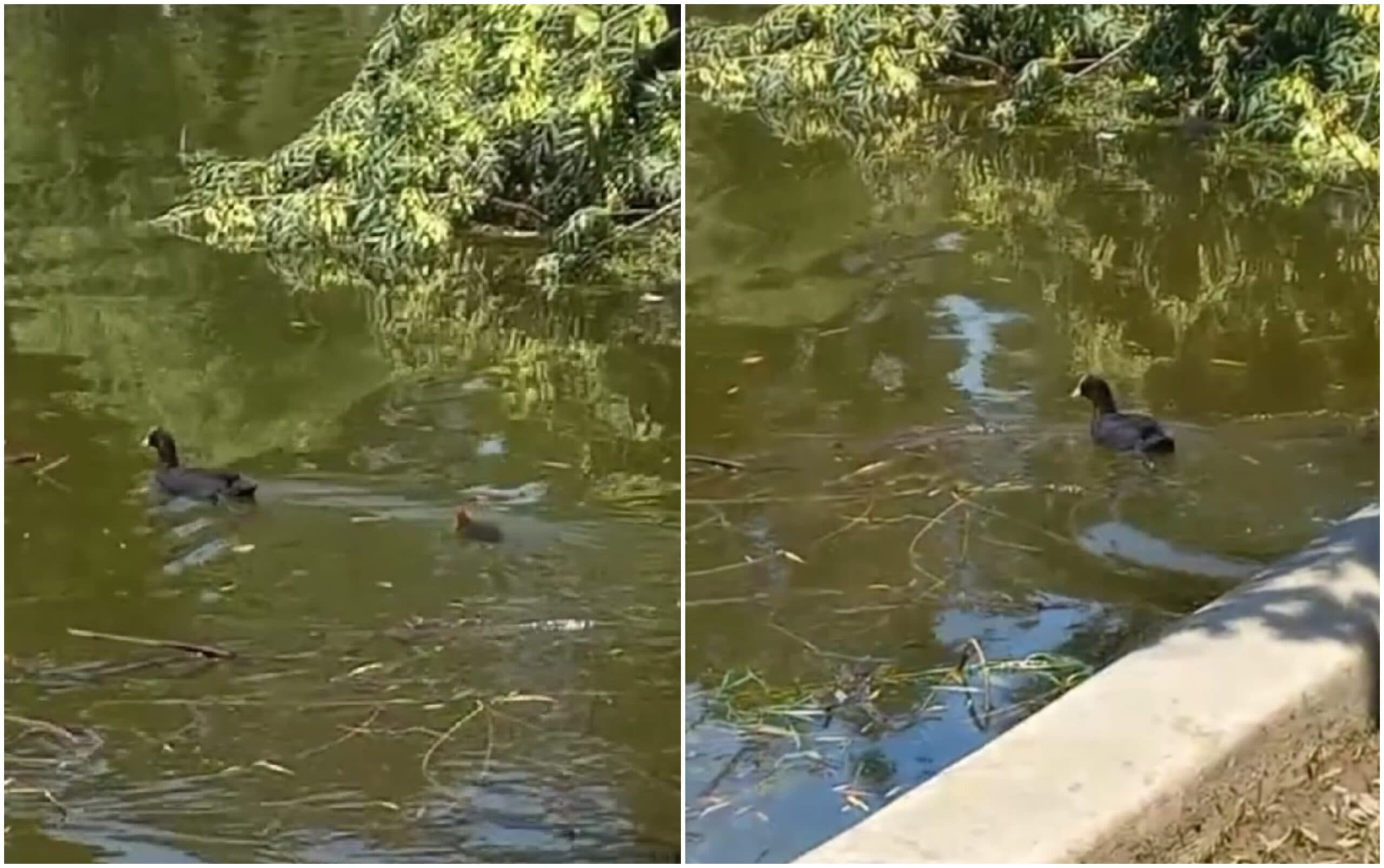 VIDEO | Lișițele din Cișmigiu n-au primit RO-Alert de vijelie, dar au supraviețuit furtunii. Imagini superbe cu natura care își găsește loc și în mijlocul Bucureștiului