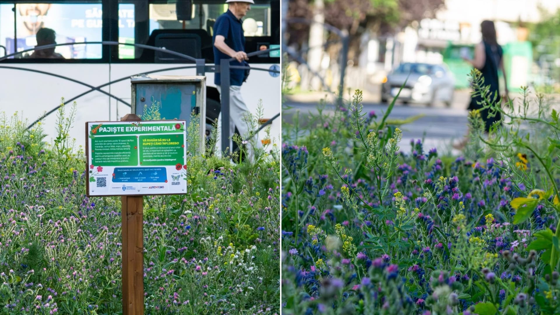 VIDEO | Două noi pajiști experimentale au fost amenajate în Sectorul 2. Contribuie la reținerea prafului și susținerea biodiversității din București