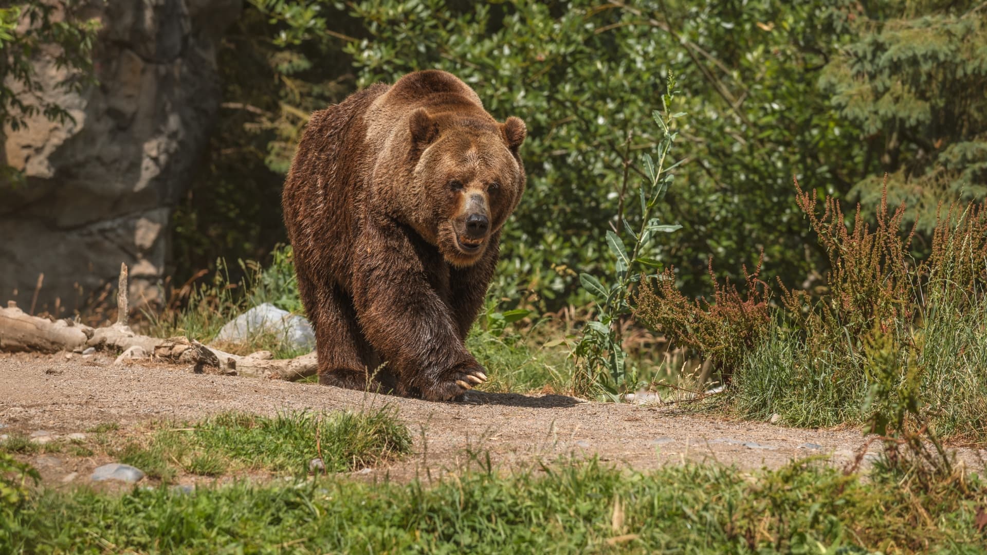 Alertă de urs lângă București, în Gruiu. Oamenilor li se recomandă să nu oprească pentru fotografii sau să hrănească animalul