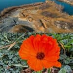 Experiment al unei echipe de cercetători de la Facultatea de Biologie și Geologie de la Universitatea Babeș Bolyai din Cluj: un teren sterp, contaminat cu metale grele transformat folosind procese naturale pentru refacerea solului