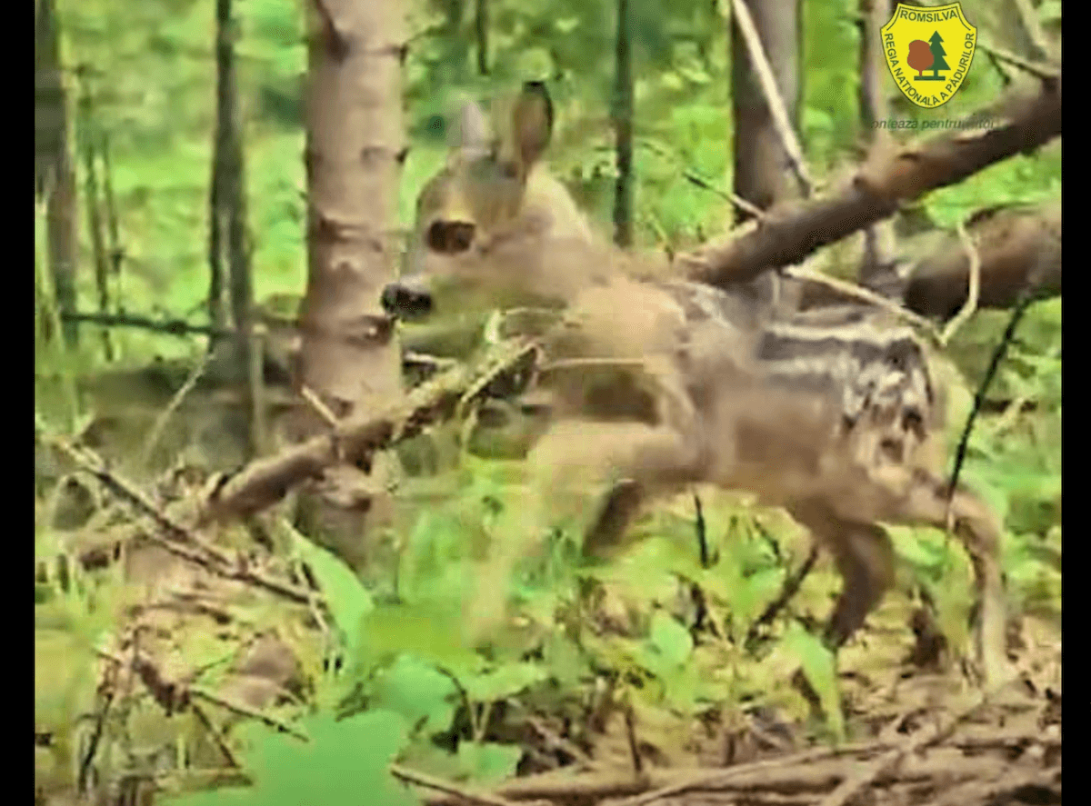 Watch: Roe deer fawn spotted in northern Romania forest