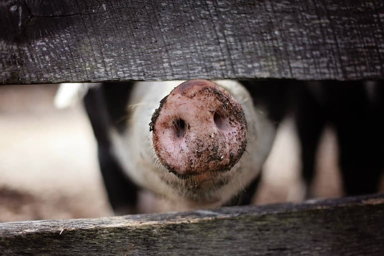 Alertă lansată lângă România. Primul focar de pestă porcină africană la porci domestici, descoperit de Ungaria