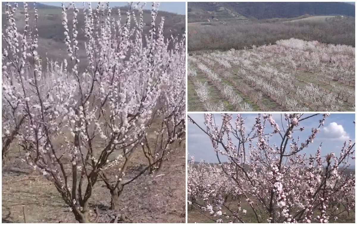 Spectacol de culoare în livezile din Alba. Pomicultorii se tem însă de un scenariu devastator pentru caişi