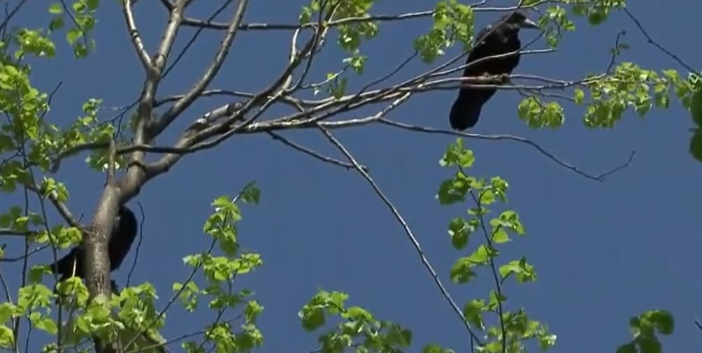 Oraşul din România acaparat de ciori. Autorităţile spun că au mâinile legate şi nu pot face nimic