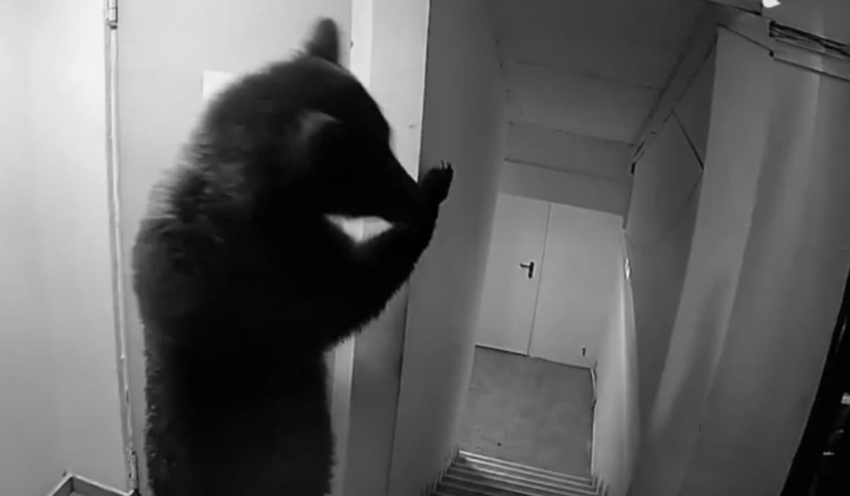 Momentul în care un urs intră într-un hotel din Poiana Braşov şi încearcă să deschidă uşile