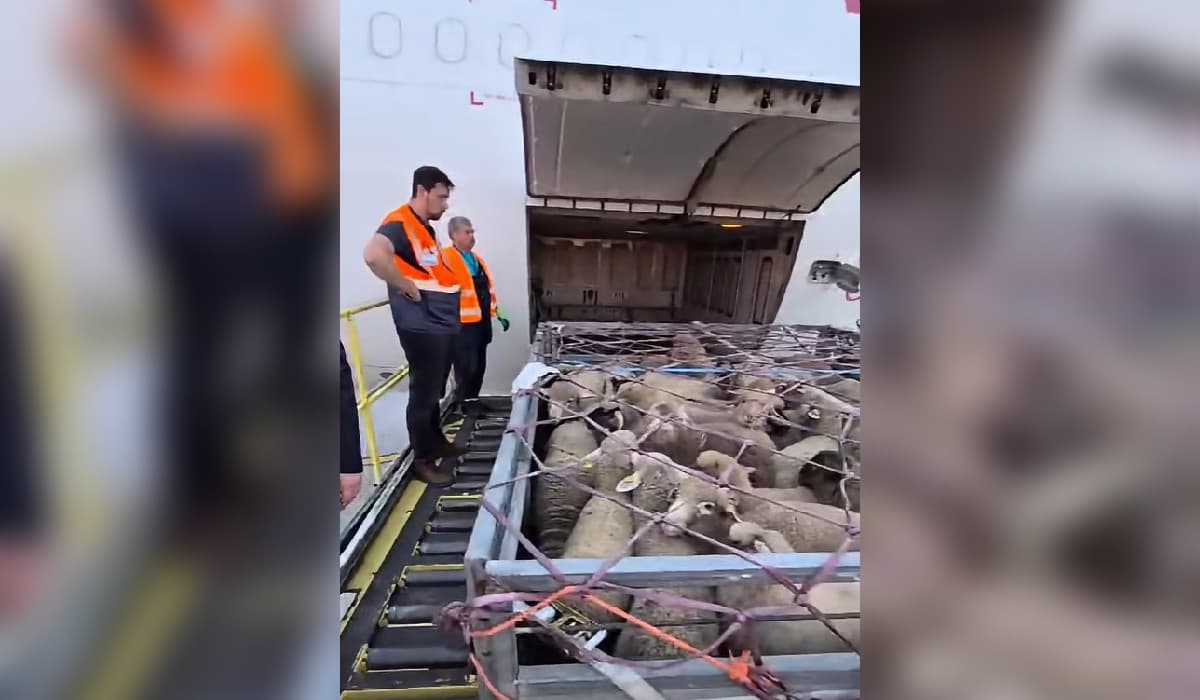 Premieră pe Aeroportul "Henri Coandă". Peste 4.000 de oi, trimise din România în Algeria cu avioane cargo
