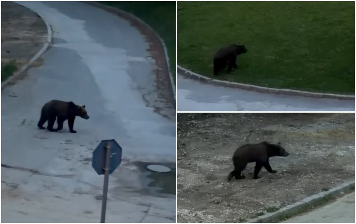 Au primit Ro-Alert pentru urs, dar s-au dus să îl vadă în oraș