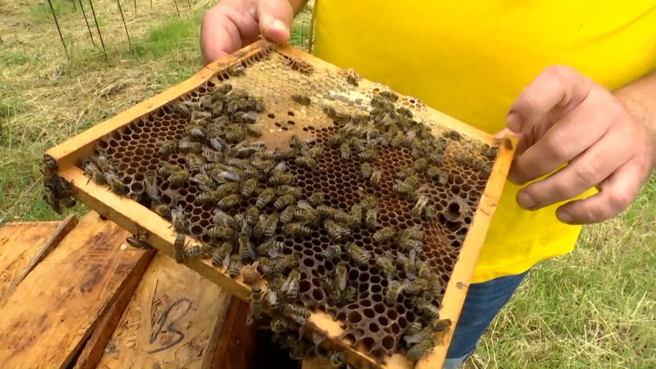 Mierea albă pe care mulți români o ocolesc. De ce este considerată una dintre cele mai sănătoase
