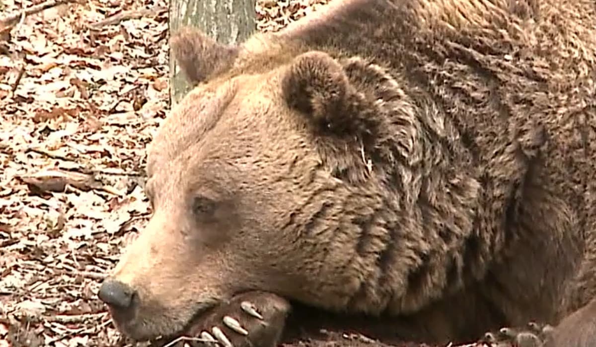 Bărbat din Covasna, ucis de urs lângă ferma unde lucra. Problema urşilor ar putea ajunge pe masa CE
