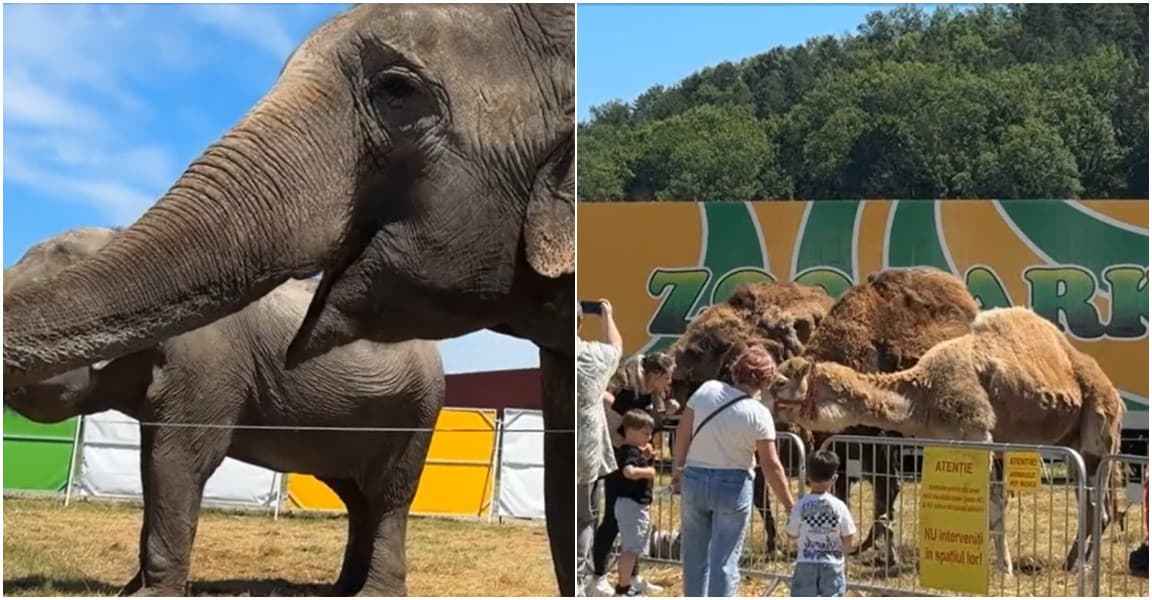Primul parc zoo mobil din ţară a ajuns la Suceava. Cât costă biletul şi ce animale poţi hrăni