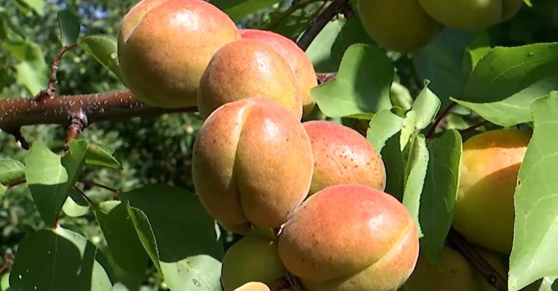 Recoltă bogată în livezile din sudul ţării. Producţia din acest an este cu 90% mai bună ca anul trecut