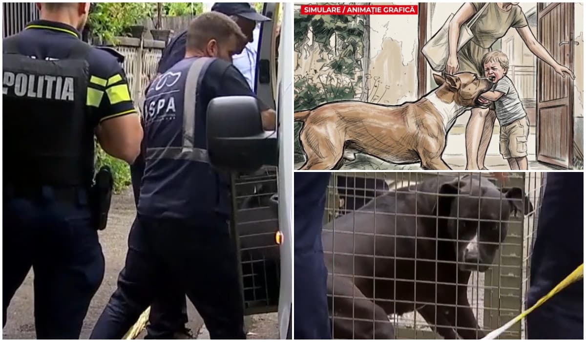 Cazul copilul de 2 ani sfâșiat de câinele Amstaff. Medicii, șocați când au văzut cum a ajuns la spital