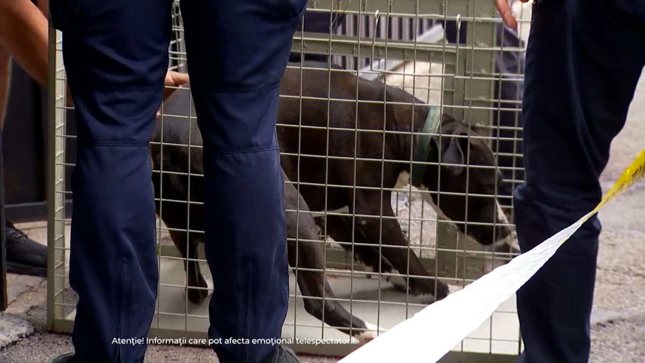 Copilul sfâşiat de un Amstaff rămâne la terapie intensivă. Proprietarul câinelui şi părinţii sunt anchetaţi