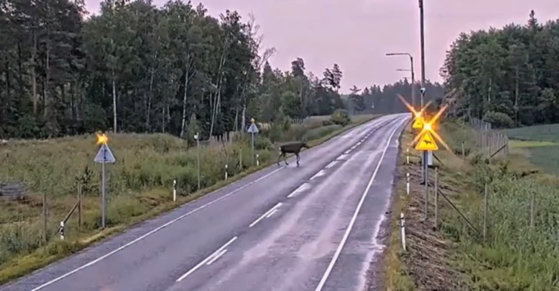 Finlanda a făcut "treceri de pietoni" pentru elani și căprioare. Rezultatul: accidentele au ajuns la zero