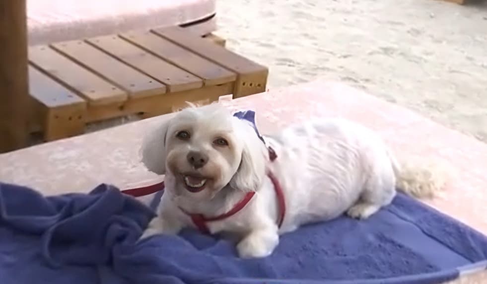 O plajă de pe litoralul românesc, raiul animalelor de companie. Blănoşii, răsfăţaţi cu puppuccino şi apă rece