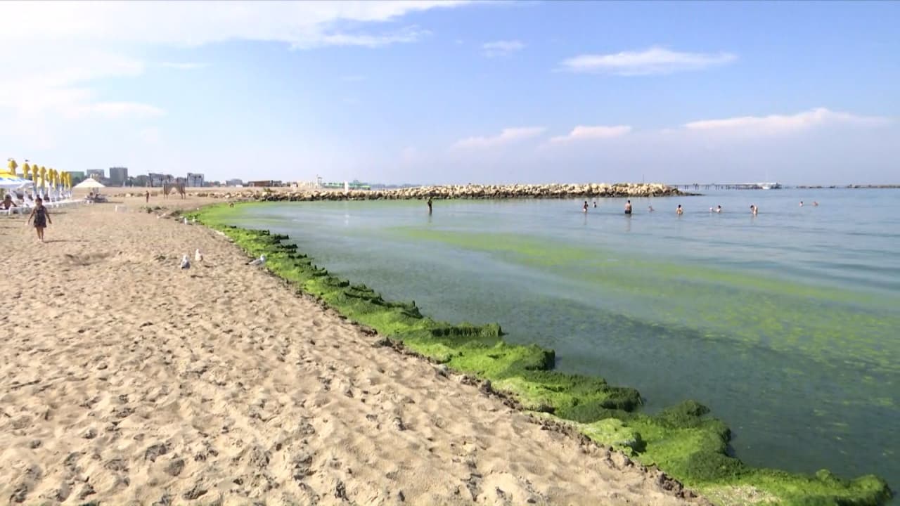 Algele au pus stăpânire pe litoral: turiștii spun că marea arată ca o "salată"