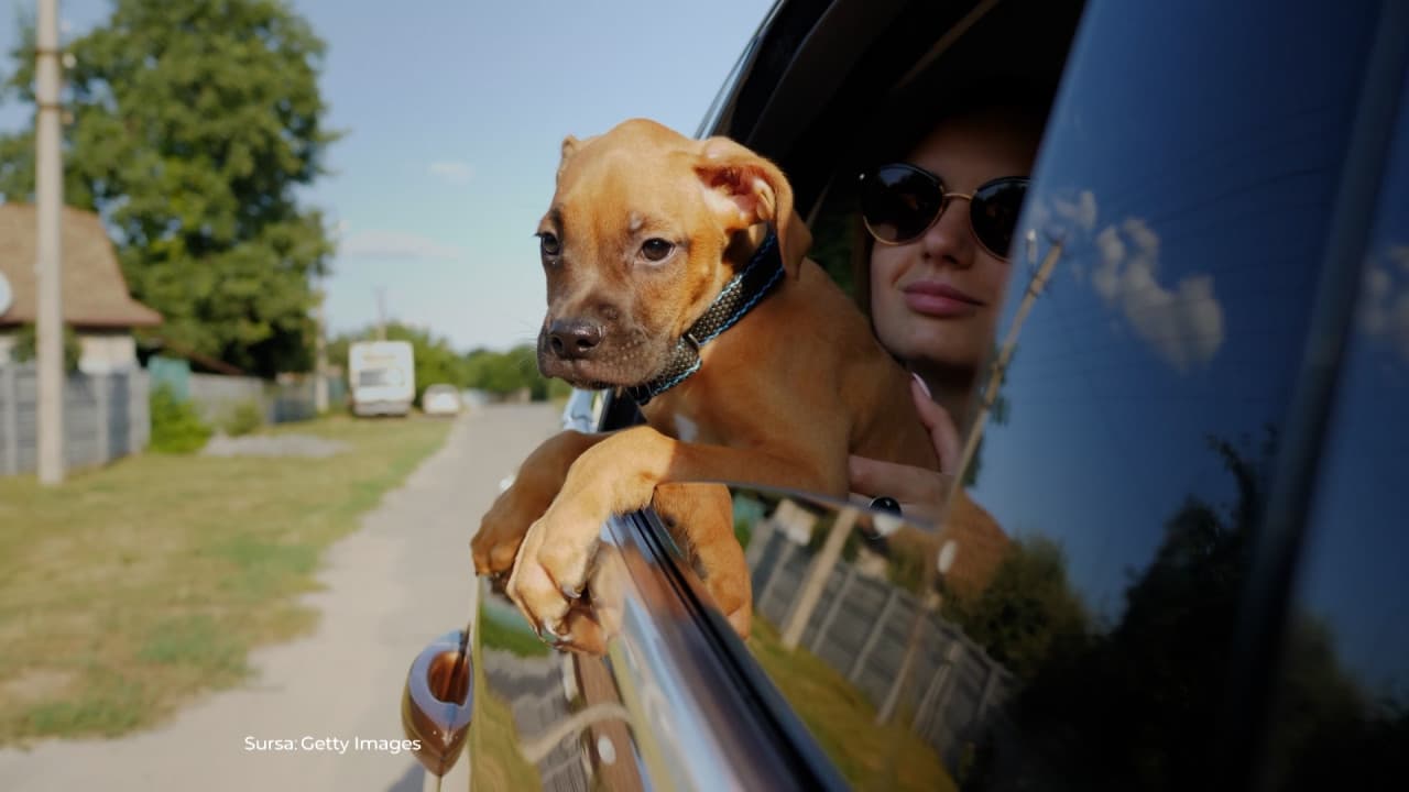 Amenda usturătoare pe care o pot primi șoferii care își iau animalul de companie în mașină