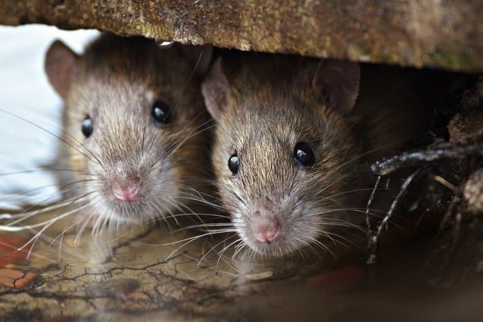 Pericol de epidemie de hantavirus la Iași? Medicii ieșeni nu sunt străini de acesta: au mai fost cazuri și spun că nu e virus „mortal”, așa cum e prezentat de nespecialiști