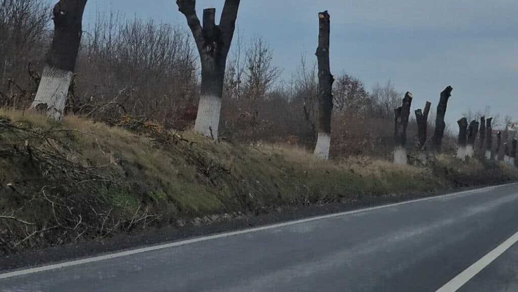 Șefii județului au decis tăierea a peste 1.000 de arbori de pe șosele: „Risc pentru circulație”. Lista drumurilor care vor rămâne fără copaci pe margine