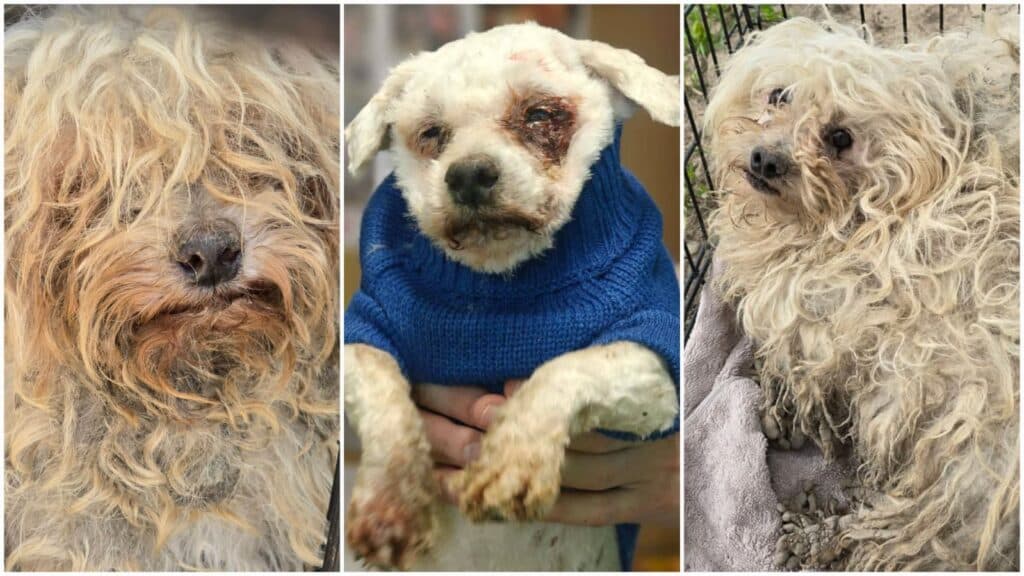 Șase bichoni abandonați pe un deal din Iași: plini de noroi, purici și căpușe, speriați de oameni. „Nu au fost niciodată mângâiați, sunt terorizați”