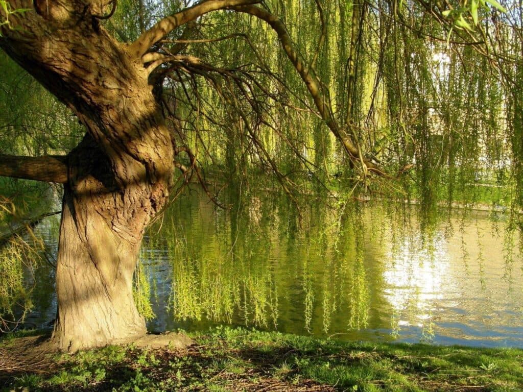 Detaliile climatice ale orașului fericit: spațiile verzi și normele de bun-simț (NBS) în gestionarea acestora. Analiza climatologului ieșean Lucian SFÎCĂ