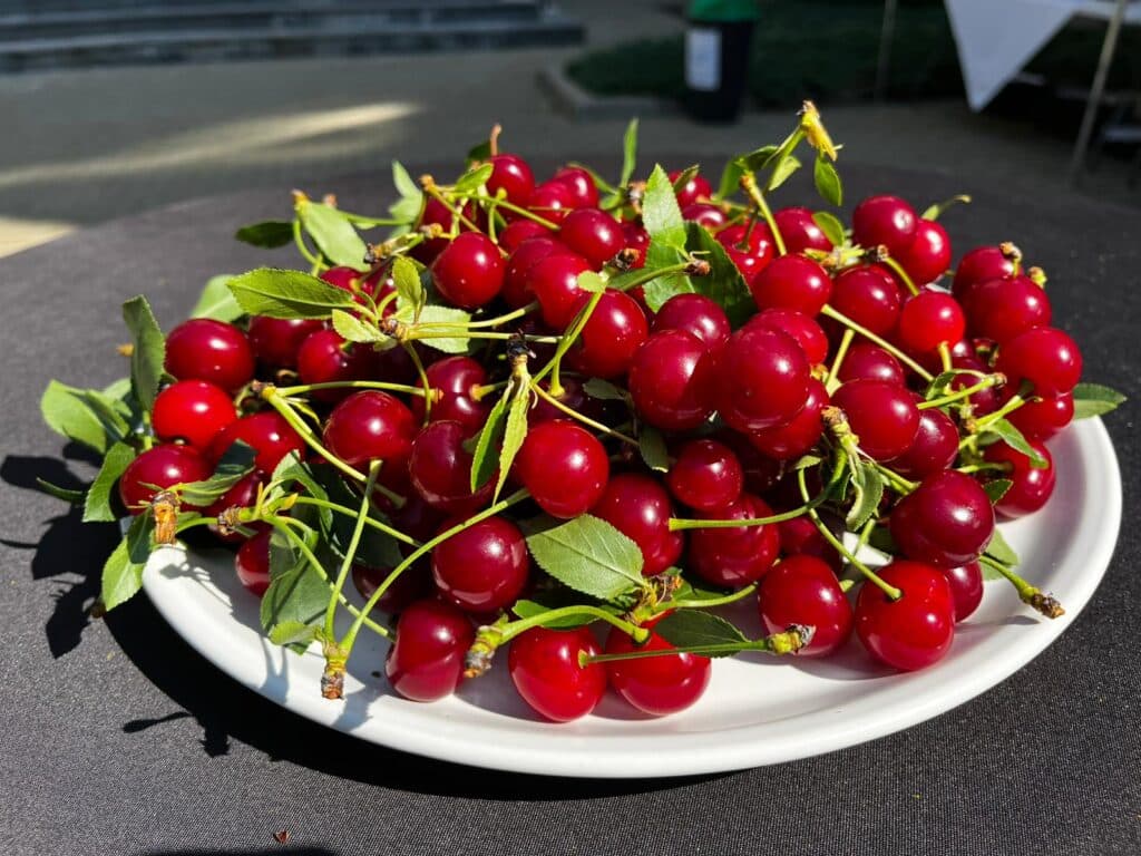 GALERIE FOTO | De la „Regina” și ,,Van” la dulceața aurie din cireșe galbene amare: Peste 45 de soiuri degustate ieri la USV Iași