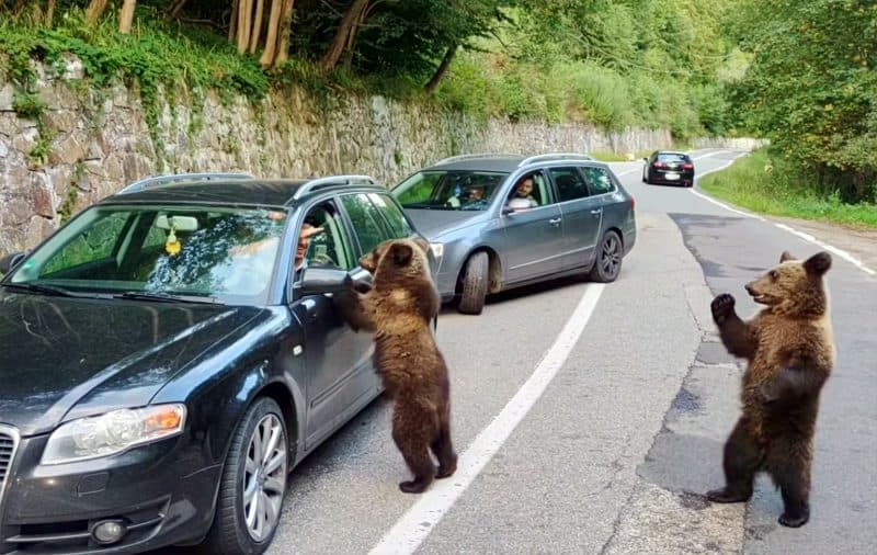 De ce cerșesc urșii la marginea drumului pe Transfăgărășan, dar fug de turiști în Retezat. Explicația care vine din anii comunismului