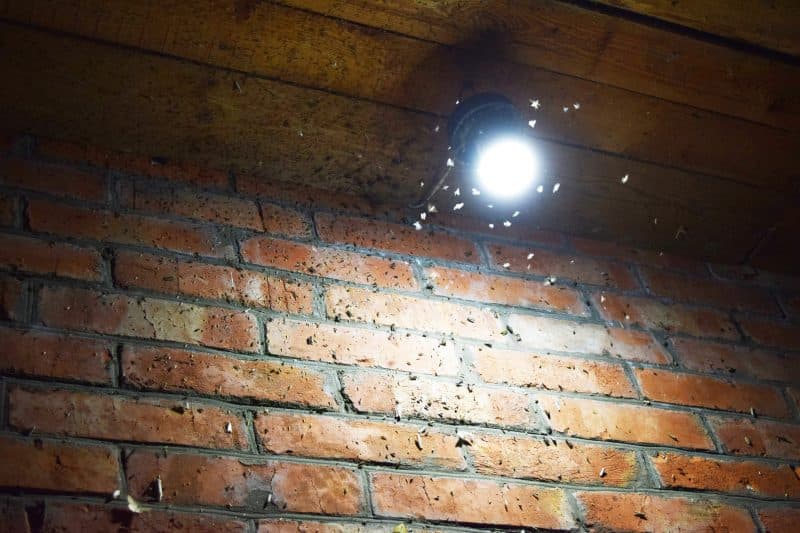 Tot mai multe insecte au invadat orașele din România. Specialiștii spun că au început să apară și specii care nu erau întâlnite în trecut