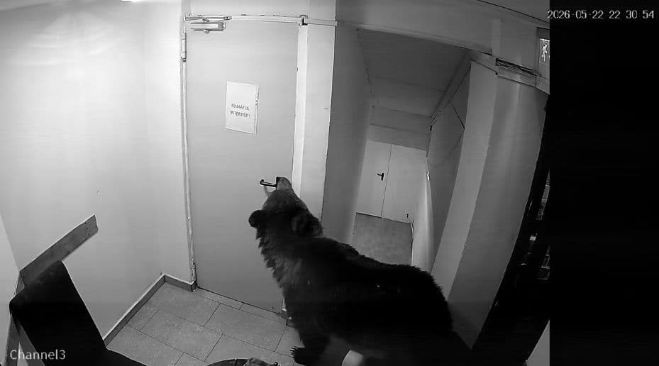 Un urs a intrat într-un hotel din Poiana Brașov, iar angajații au stat de pază toată noaptea: „La 112 i s-a spus că nu este o urgență și să nu mai sune la ei”