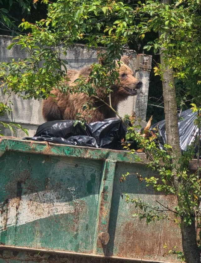 Un urs a intrat în curtea unui spital din Brașov și a fost împușcat