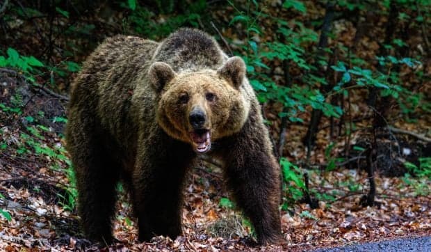 Prezența unui urs a fost semnalată în Gruiu, la câțiva kilometri de București. Primăria a emis o serie de măsuri de siguranță