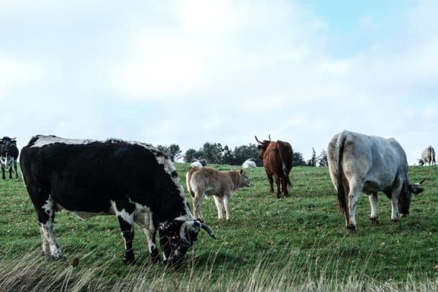 Greșeala care îi costă pe gospodarii români 1.200 de lei. Inspectorii DSVSA și medicii veterinari au început controalele