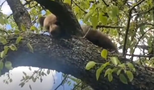 Un pui de urs a fost salvat de jandarmi după ce a rămas blocat într-un copac, în județul Mureș | VIDEO