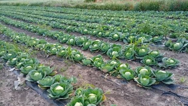 Județul din România unde varza zace pe câmp, iar agricultorii o donează celor care vin să o culeagă: „Ori te pricopsește, ori te nenorocește”