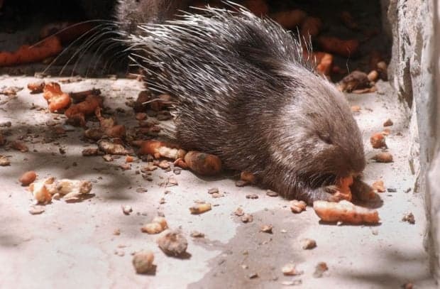 O familie de porci spinoși e atracția principală în Grădina Zoologică din Brăila. De unde primesc animăluțele mâncare