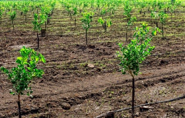 Calendarul de plantare al pomilor fructiferi: primăvară vs toamnă
