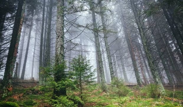 O țară din Europa a plantat atât de mulți molizi, încât aproape a distrus ecosistemul pe care voia să-l salveze