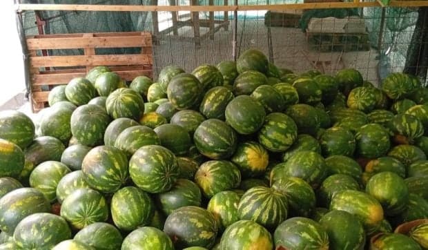 „O să țipați cu toții”: Pepenii falși de Dăbuleni au apărut în piețele din România înainte să fie recoltați în Dolj. Cum îi recunoști