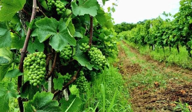Sistemul antigrindină, repornit pe termen limitat? Soluția propusă de ministrul agriculturii pentru salvarea viilor