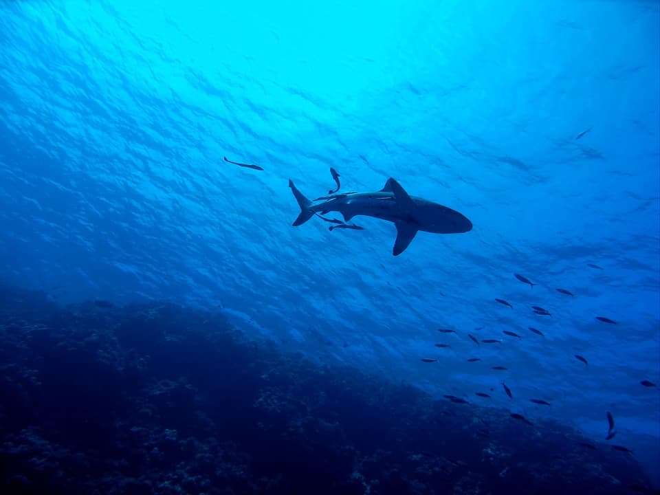 Rechinii dintr-o destinație turistică populară au fost depistați cu cocaină și analgezice în sânge. Cum ajung drogurile și medicamentele în ocean