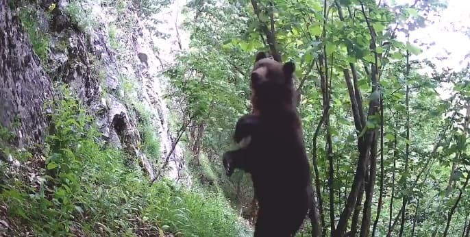 Un urs a fost împușcat după ce a pătruns în curtea unui spital din Brașov. Unde a fost găsit animalul sălbatic
