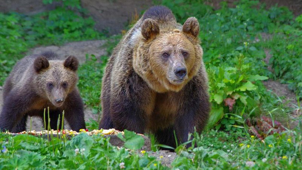 Sibiu: Un bărbat de 34 de ani a fost ucis de urs la marginea localității Prod
