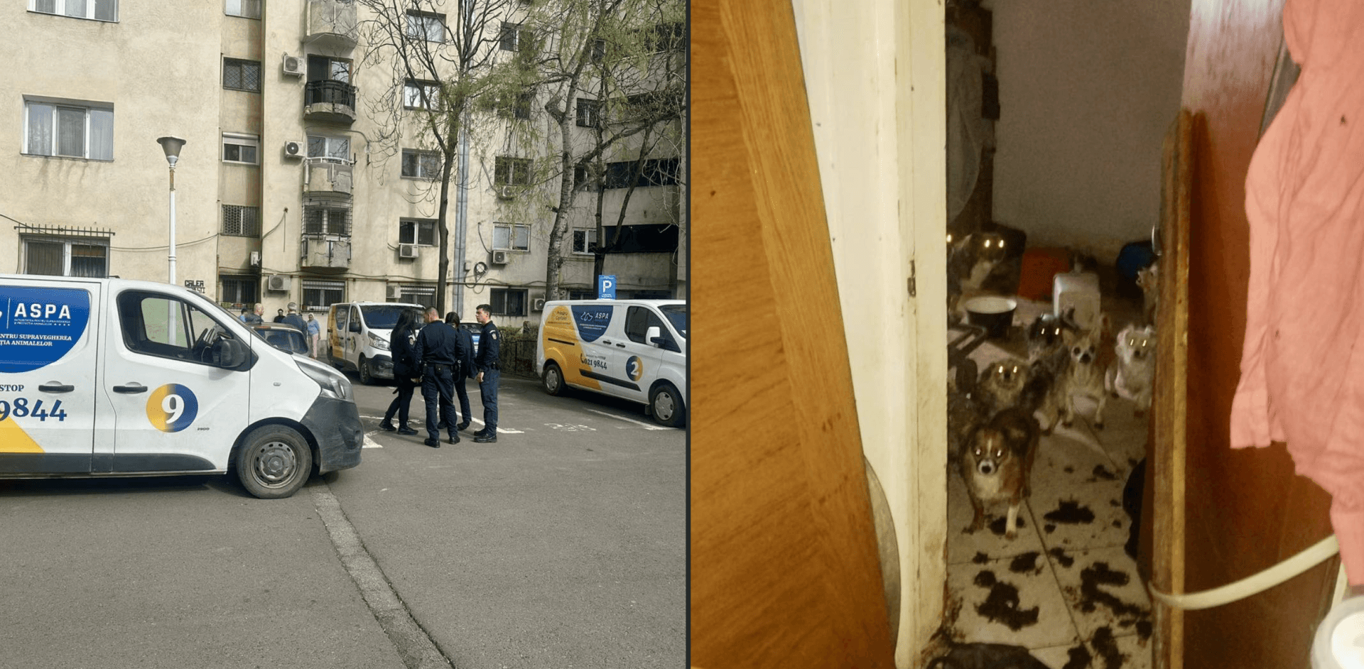 25 de câini salvați dintr-o locuință din Sectorul 4. În ce condiții trăiau animalele și cum au procedat autoritățile (FOTO)