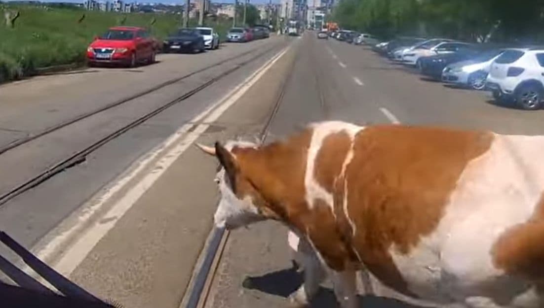 Vacă filmată pe un bulevard din Iași. A ajuns în fața unui tramvai, dar vatmanul a fost vigilent (VIDEO)